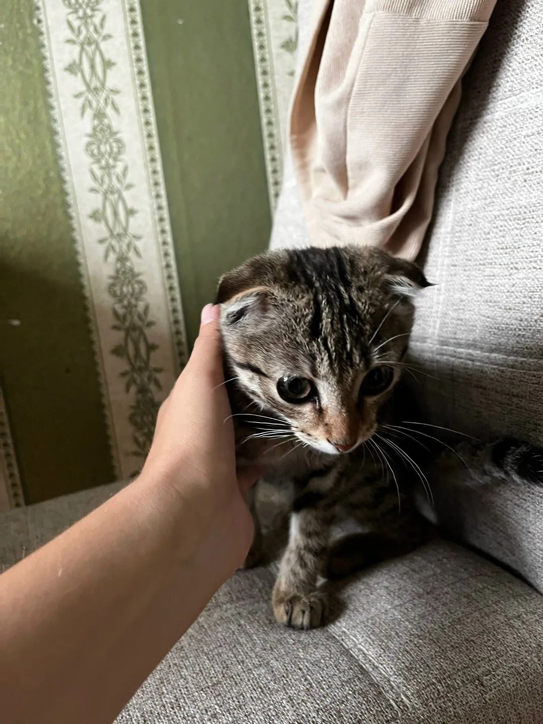 Найдена кошка в Новокузнецке — фото питомца