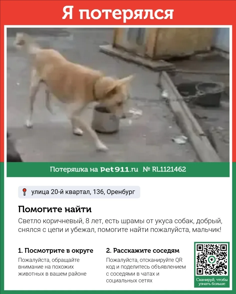 Пропала собака в Оренбурге — фото питомца