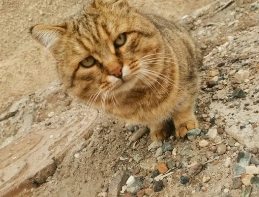 Найдена кошка в Оренбурге — фото питомца