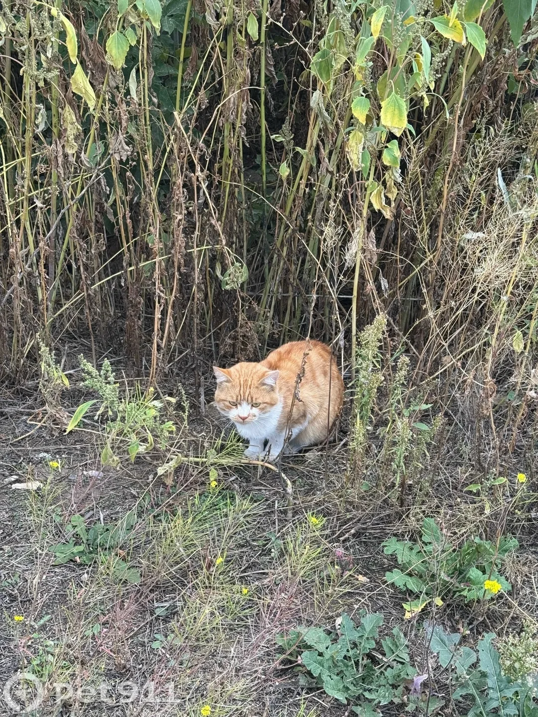 Найдена кошка в Оренбурге — фото питомца