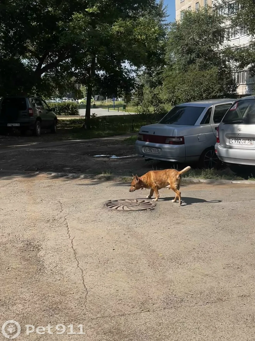 Найдена собака в Оренбурге — фото питомца
