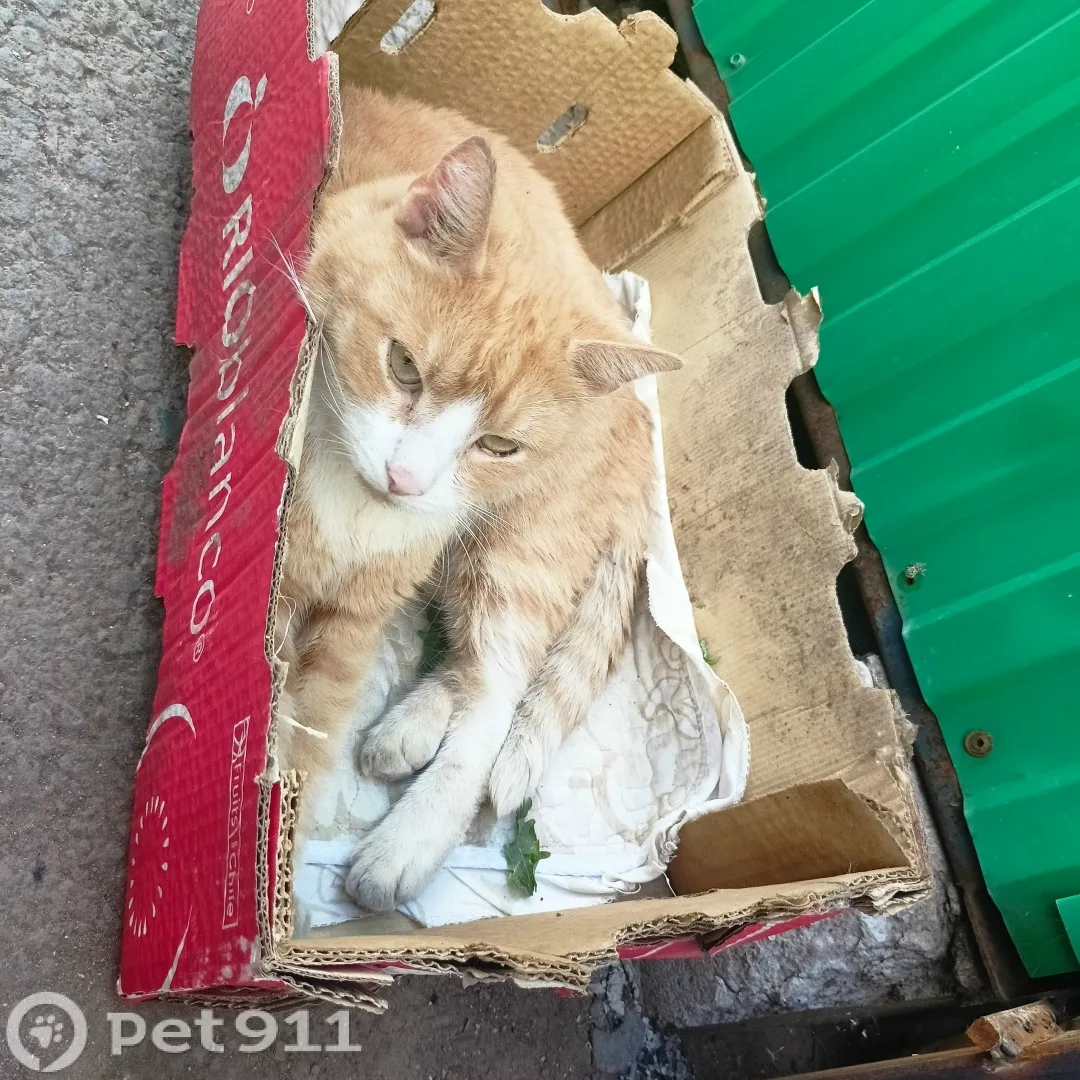Найдена кошка в Оренбурге — фото питомца