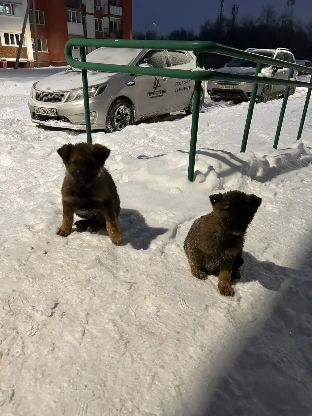 Найдена собака в Оренбурге — фото питомца
