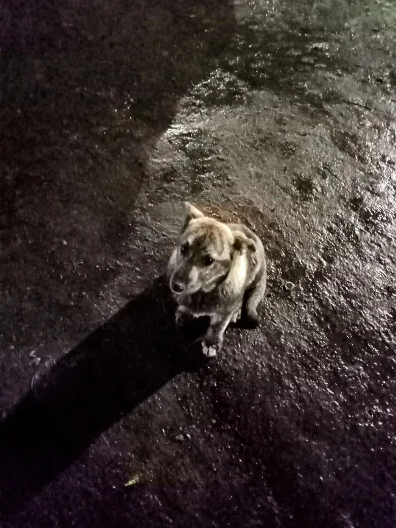 Пропала собака в Новокузнецке — фото питомца