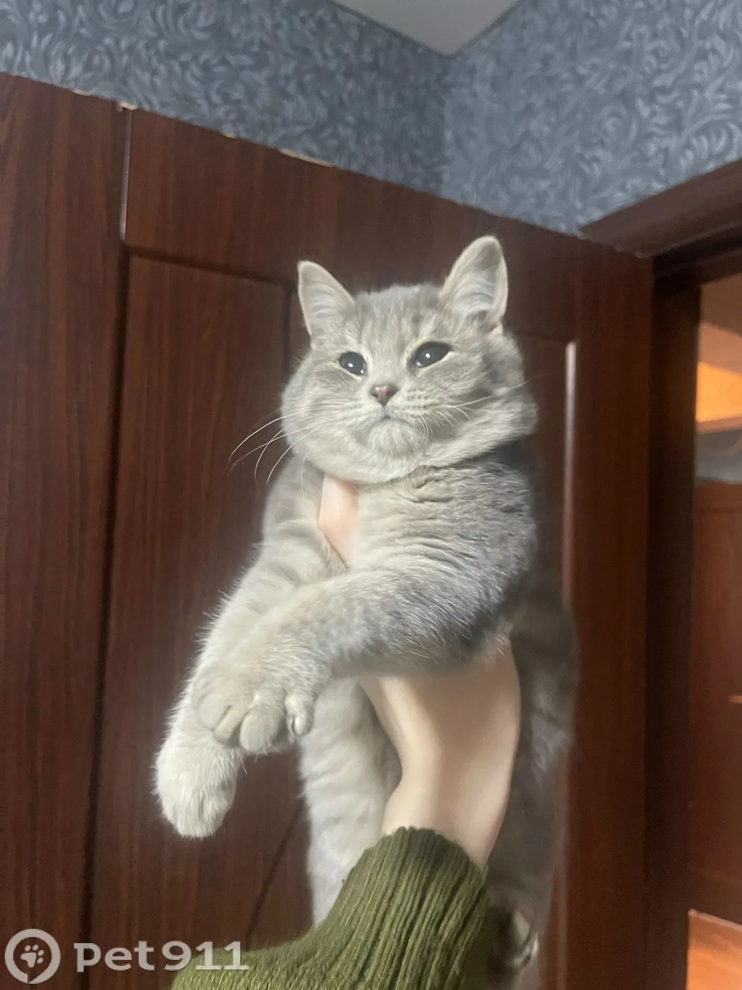 Найдена кошка в Оренбурге — фото питомца