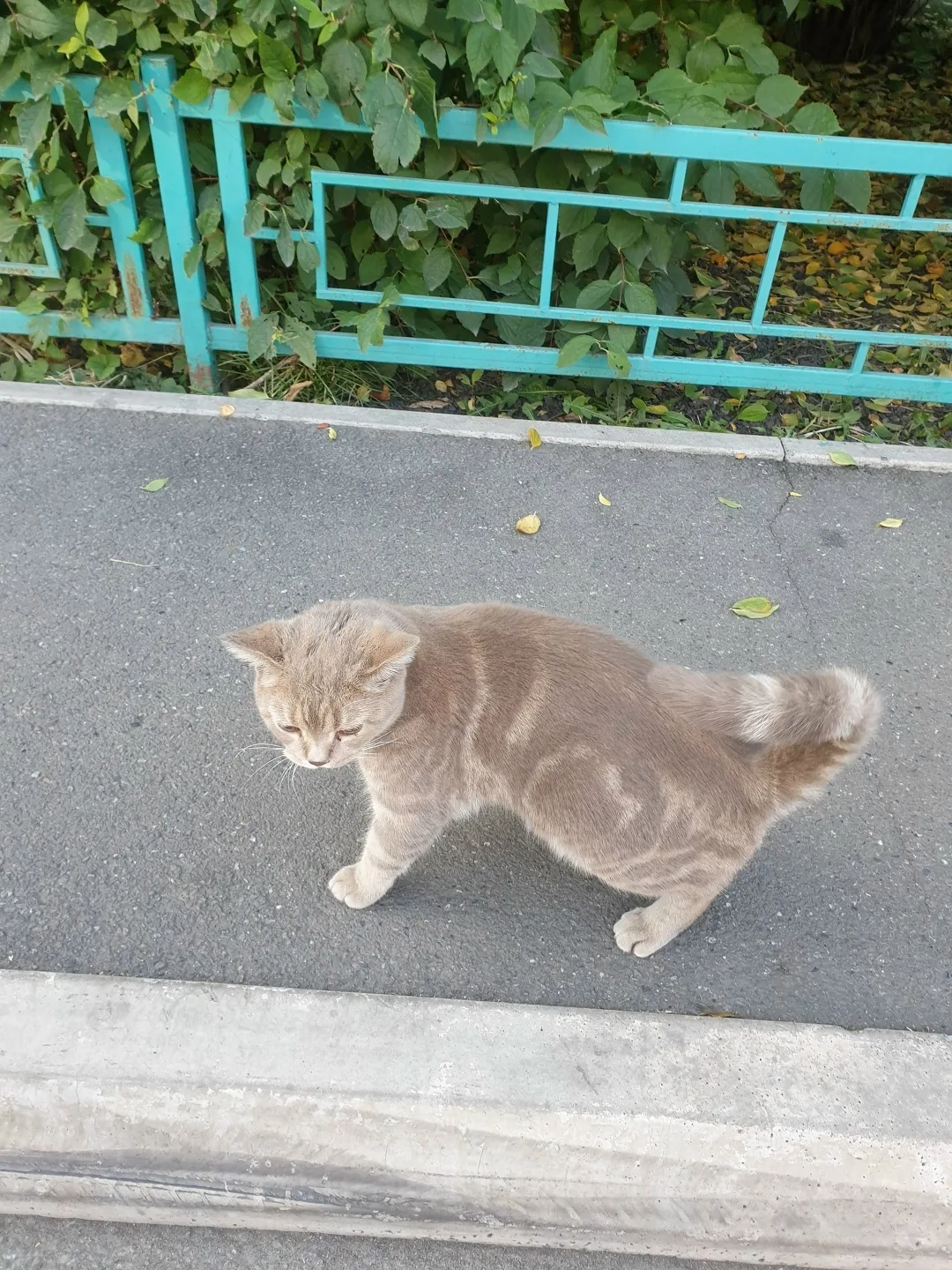 Пропала кошка в Новокузнецке — фото питомца