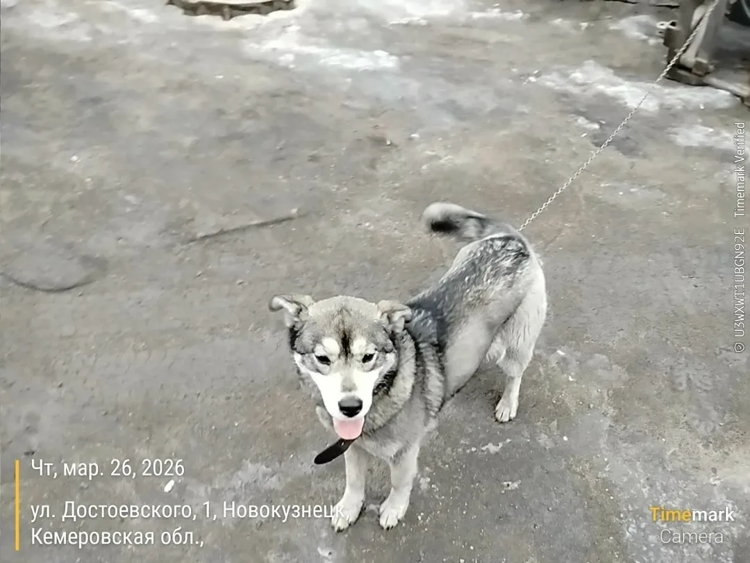Найдена собака в Новокузнецке — фото питомца