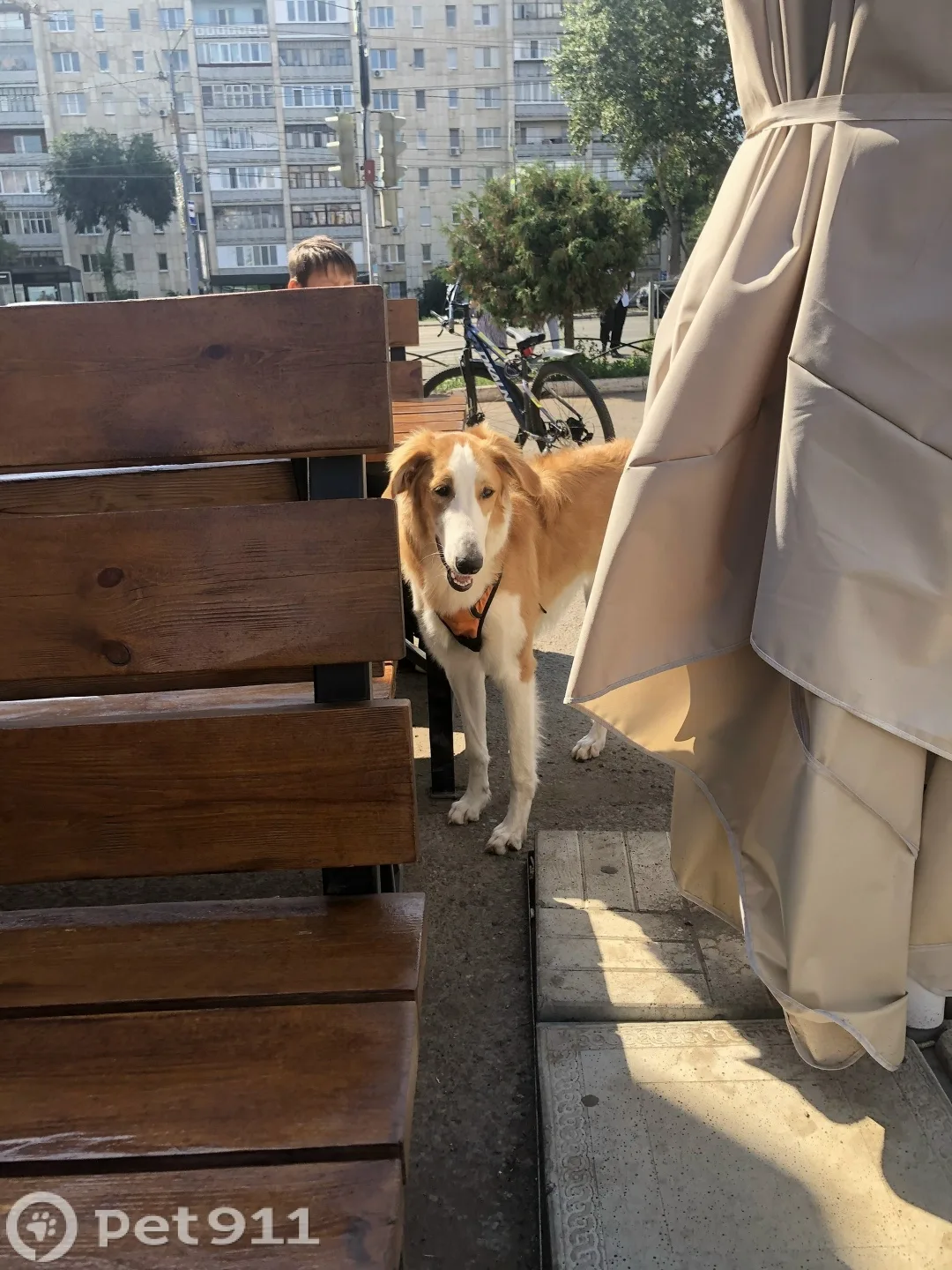 Найдена собака в Оренбурге — фото питомца