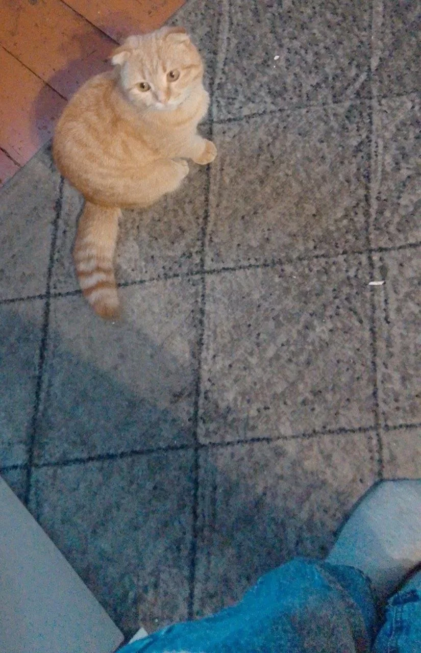 Найдена кошка в Новокузнецке — фото питомца