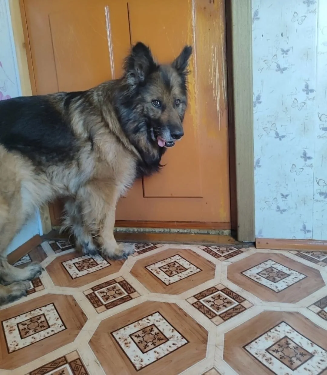 Пропала собака в Новокузнецке — фото питомца