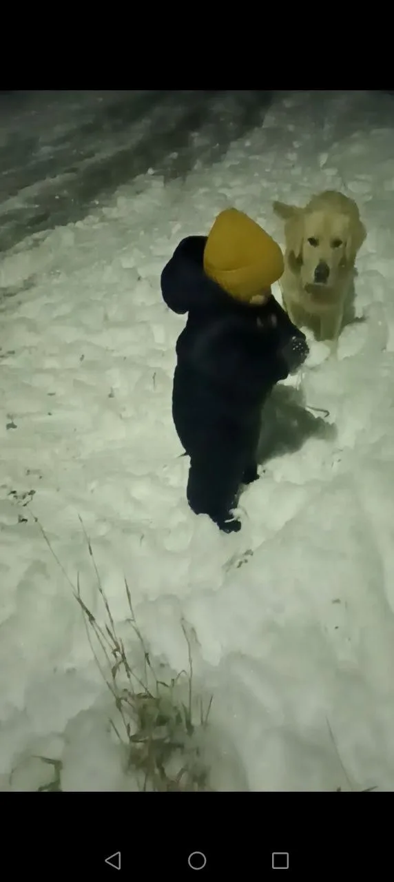 Пропала собака в Новокузнецке — фото питомца
