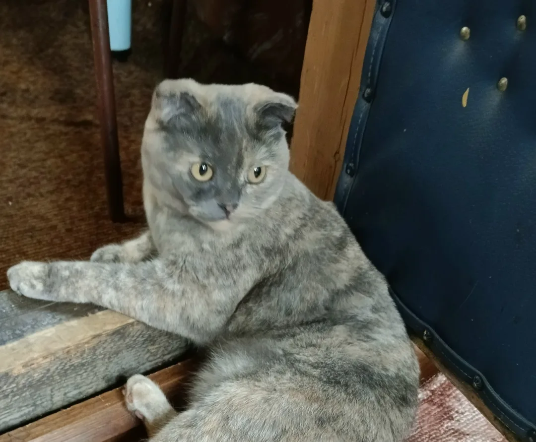 Пропала кошка в Новокузнецке — фото питомца
