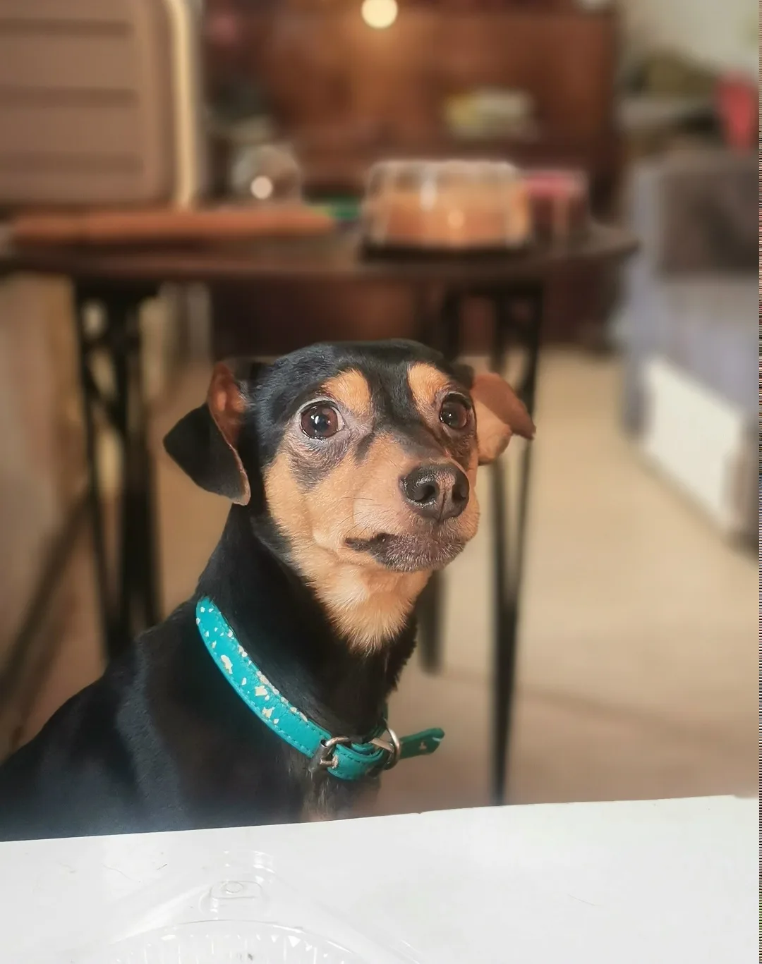 Пропала собака в Новокузнецке — фото питомца