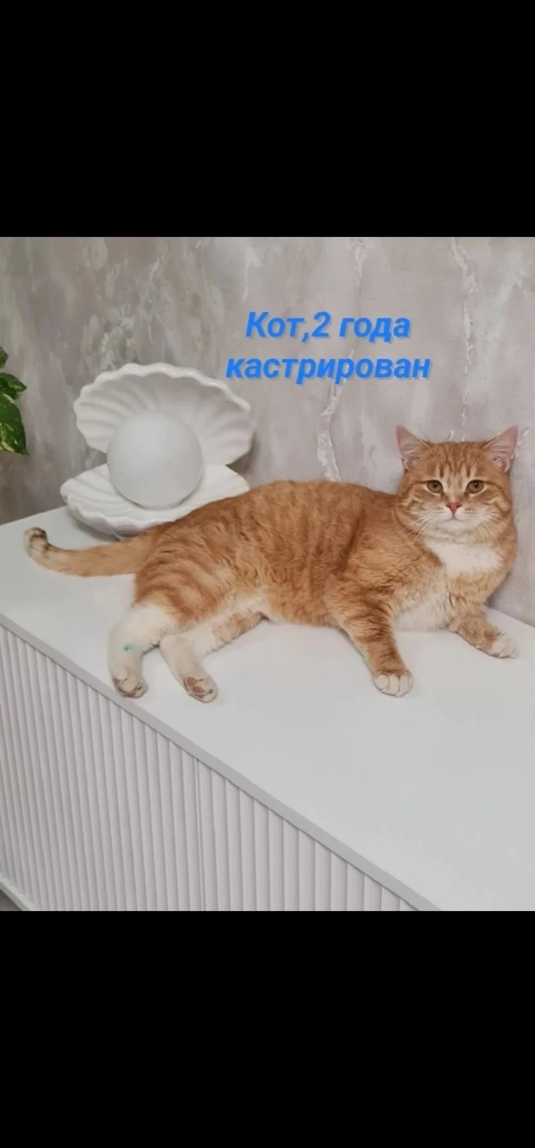Пропала кошка в Оренбурге — фото питомца