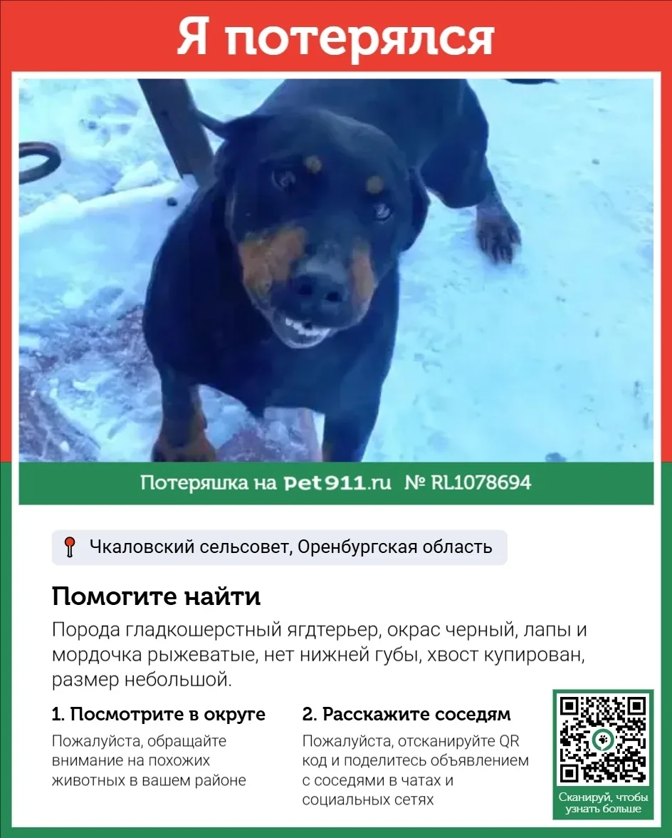 Пропала собака в Оренбурге — фото питомца