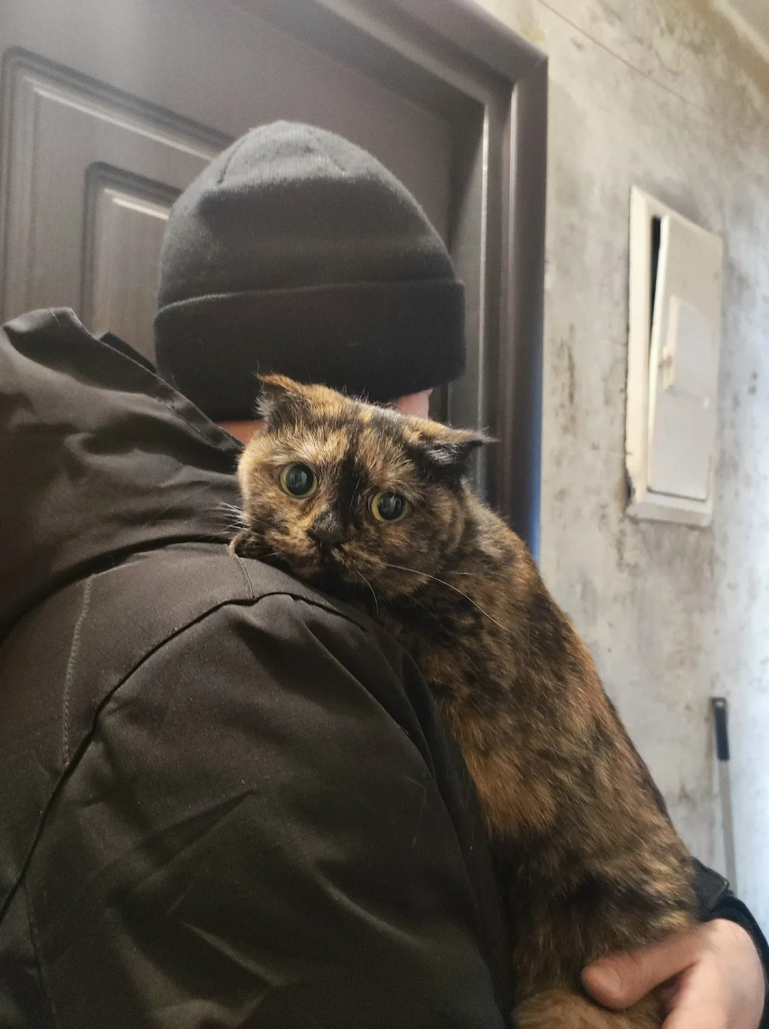 Пропала кошка в Новокузнецке — фото питомца
