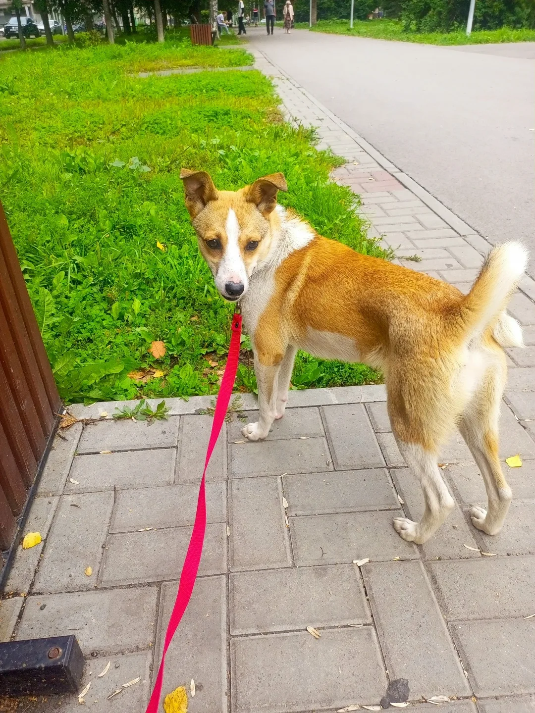 Найдена собака в Новокузнецке — фото питомца