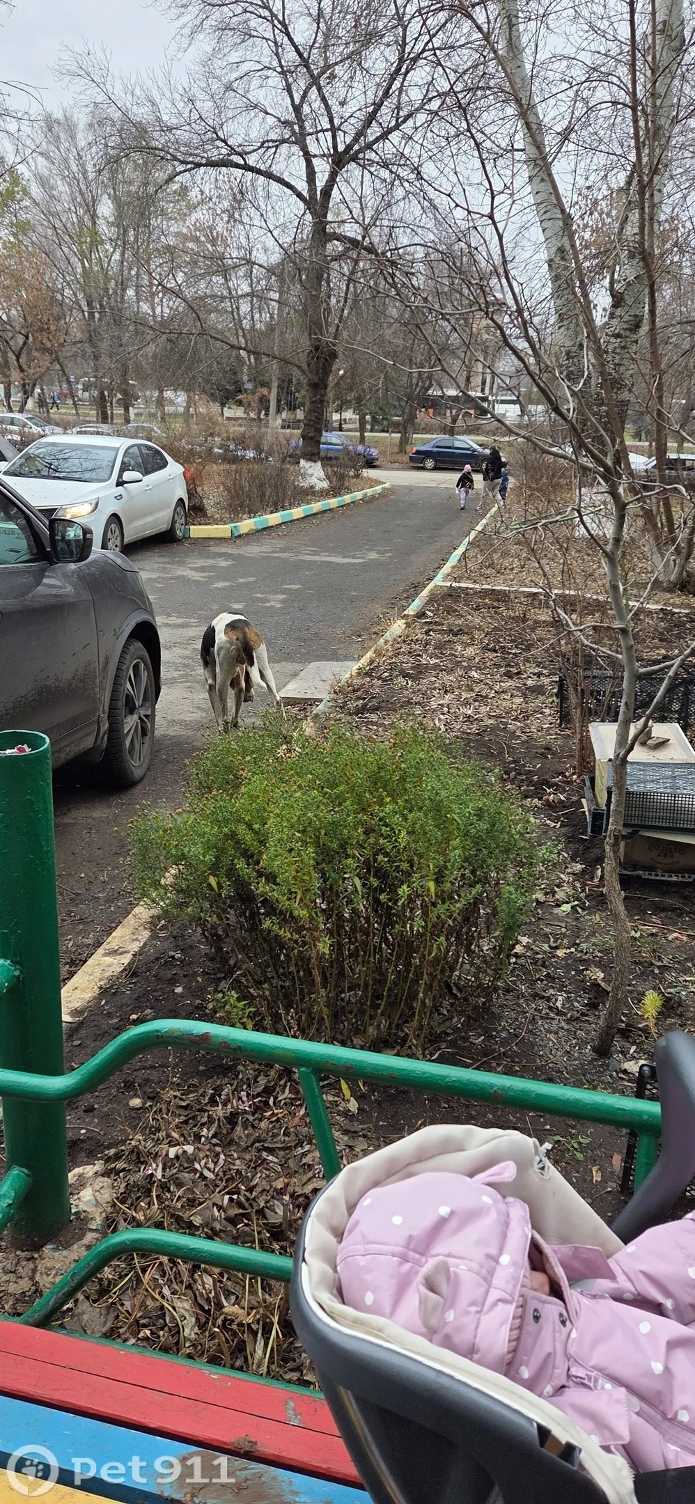 Найдена собака в Оренбурге — фото питомца