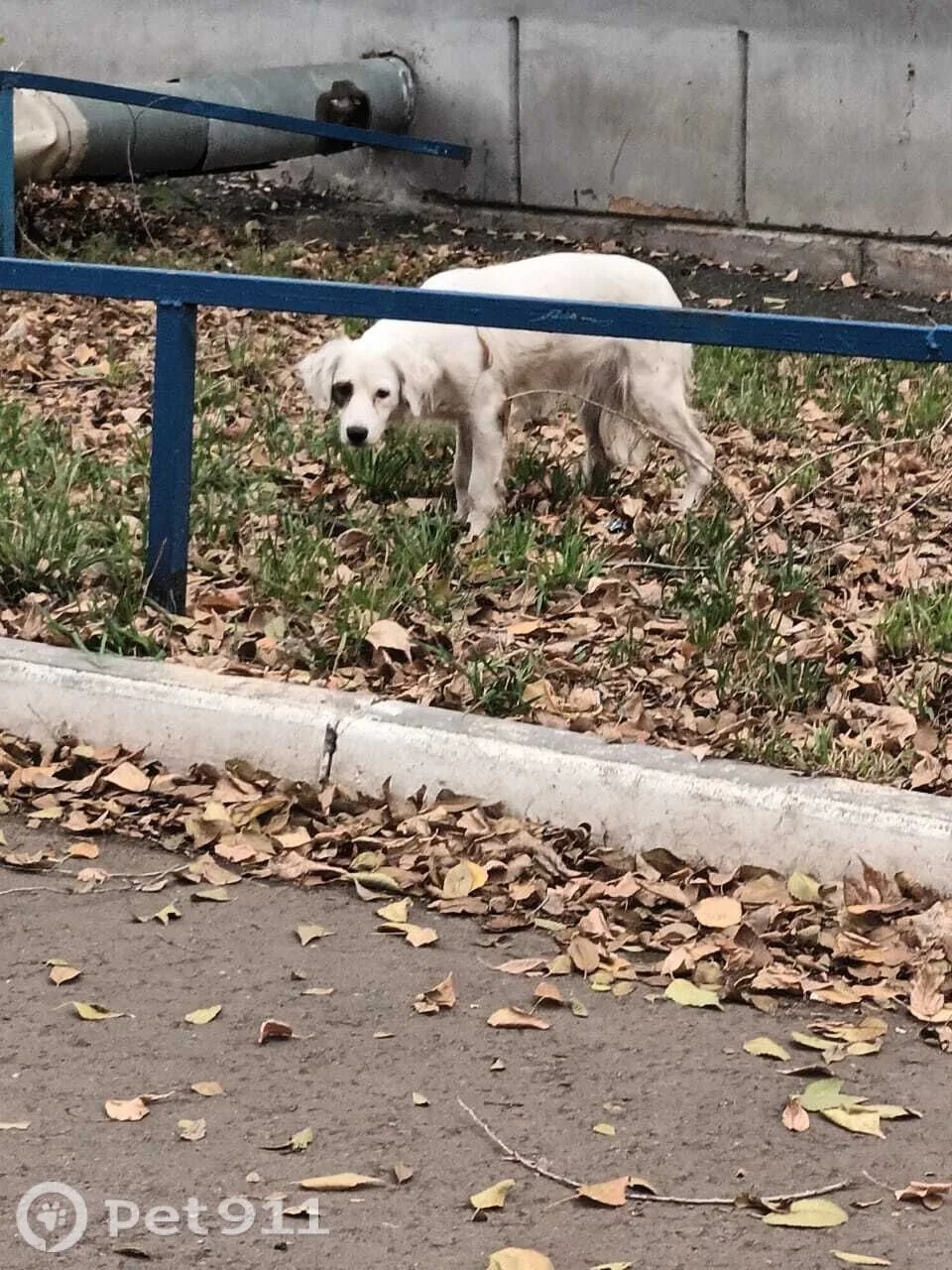 Найдена собака в Оренбурге — фото питомца