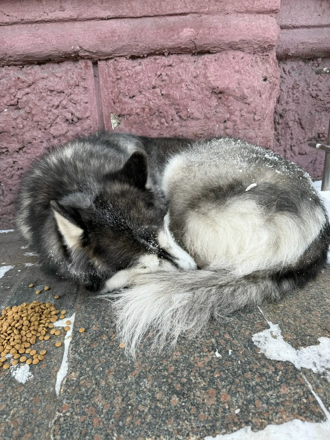 Найдена собака в Новокузнецке — фото питомца