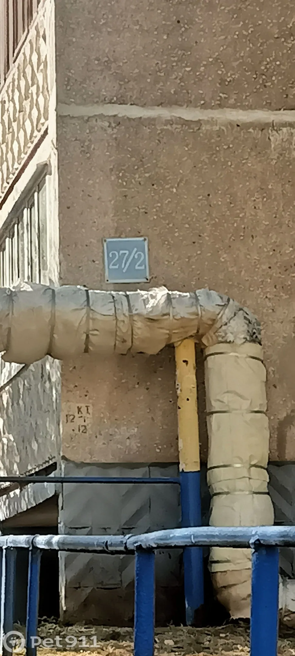 Найдена кошка в Оренбурге — фото питомца