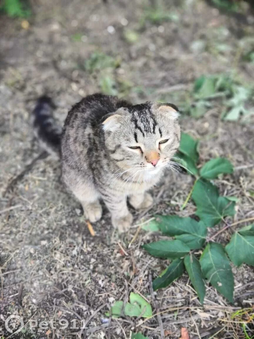 Найдена кошка в Оренбурге — фото питомца