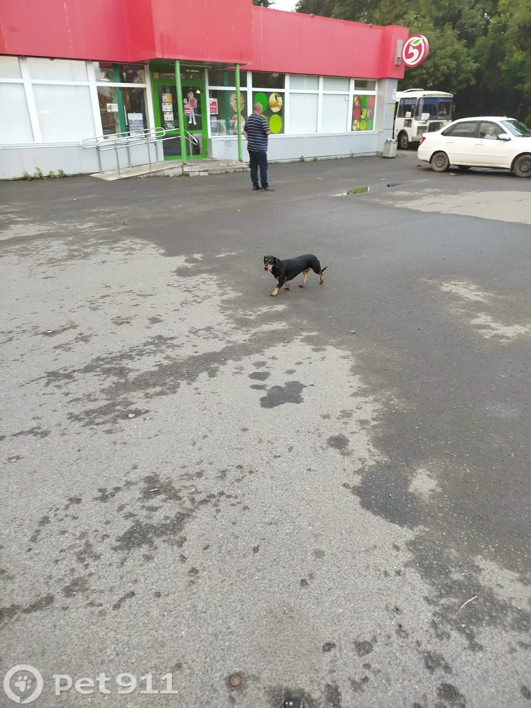Найдена собака в Оренбурге — фото питомца