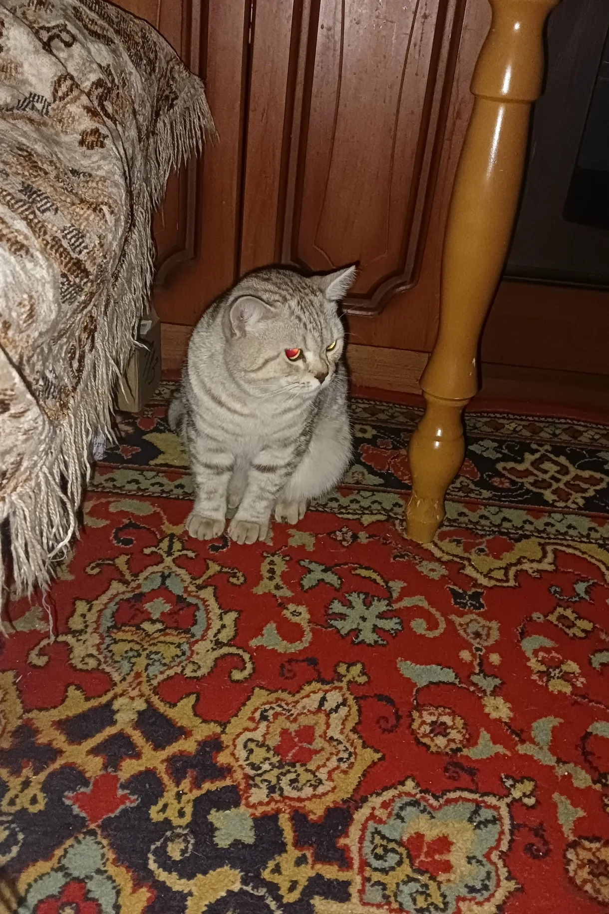 Найдена кошка в Саранске — фото питомца