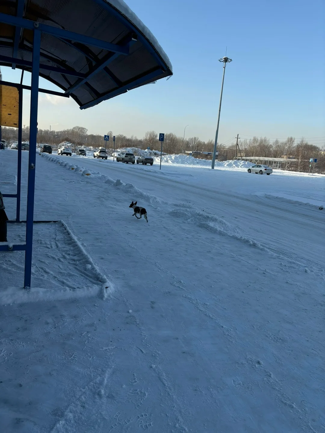 Пропала собака в Новокузнецке — фото питомца