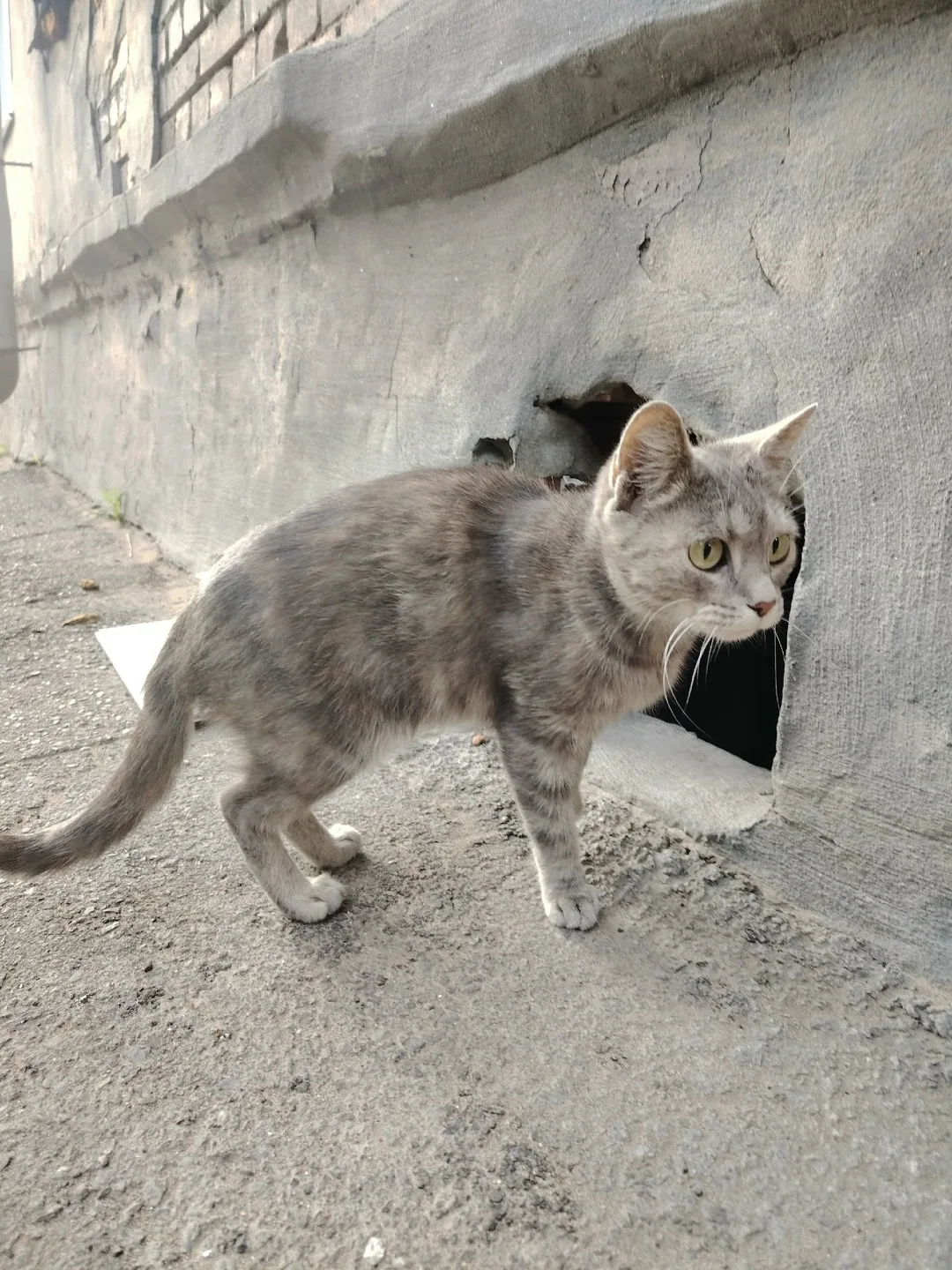 Пропала собака в Новокузнецке — фото питомца