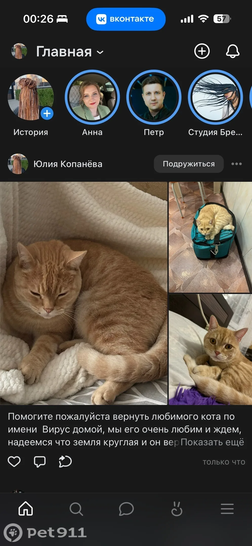 Пропала кошка в Оренбурге — фото питомца