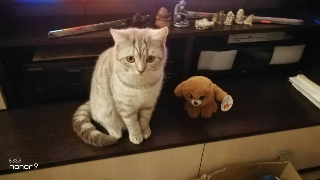 Найдена кошка в Новокузнецке — фото питомца