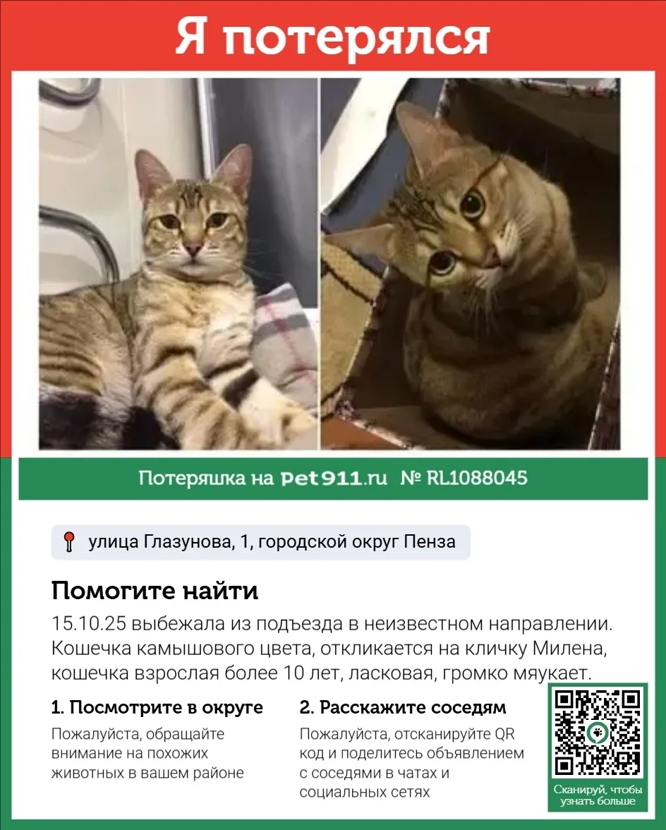 Пропала кошка в Пензе — фото питомца