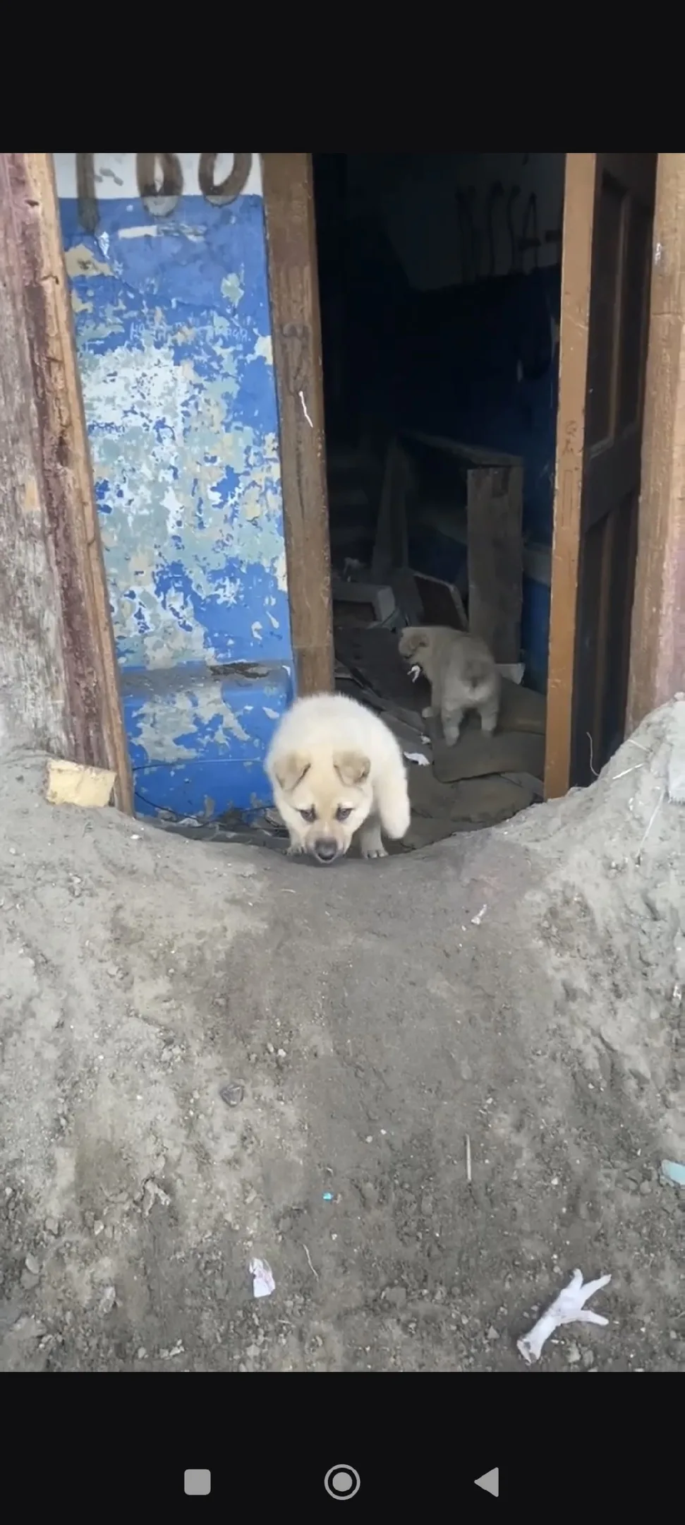 Найдена собака в Пензе — фото питомца
