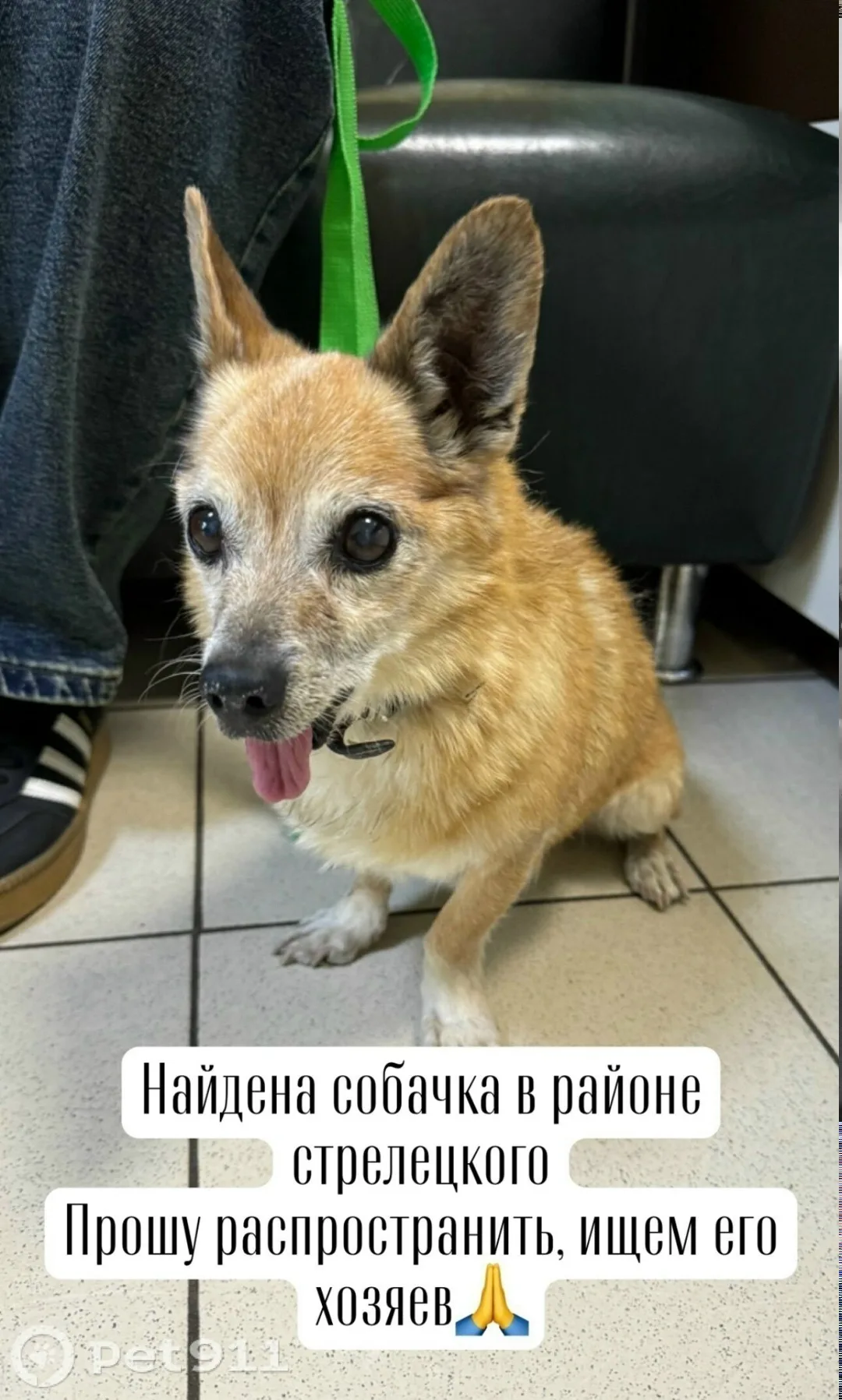 Найдена собака в Пензе — фото питомца