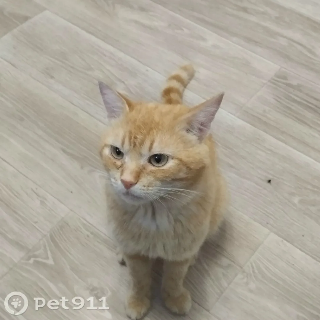 Пропала кошка в Пензе — фото питомца