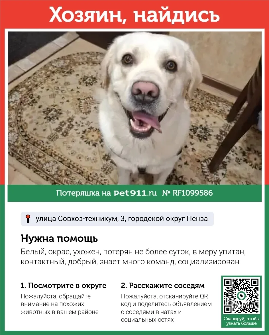 Найдена собака в Пензе — фото питомца