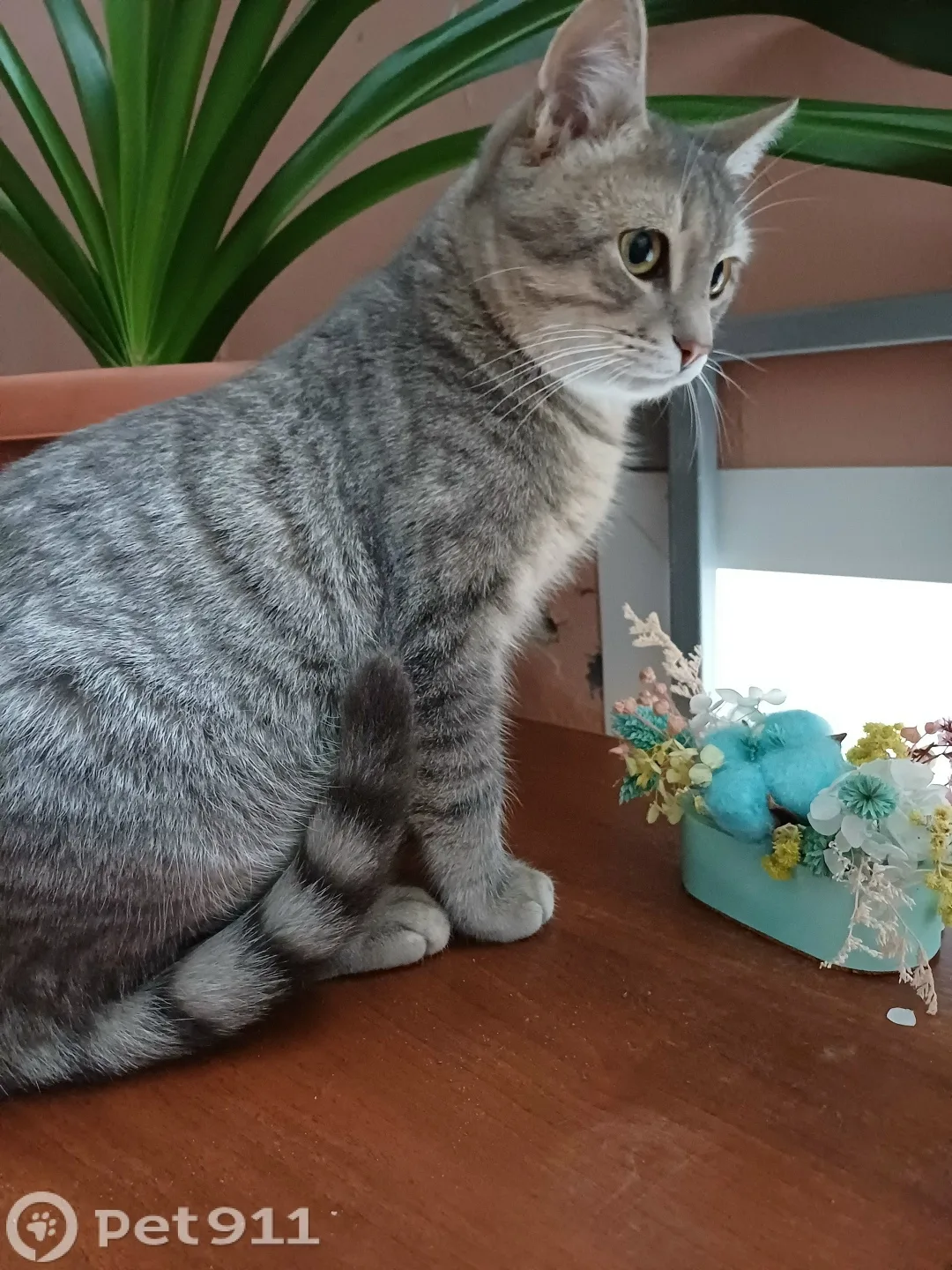 Найдена кошка в Пензе — фото питомца