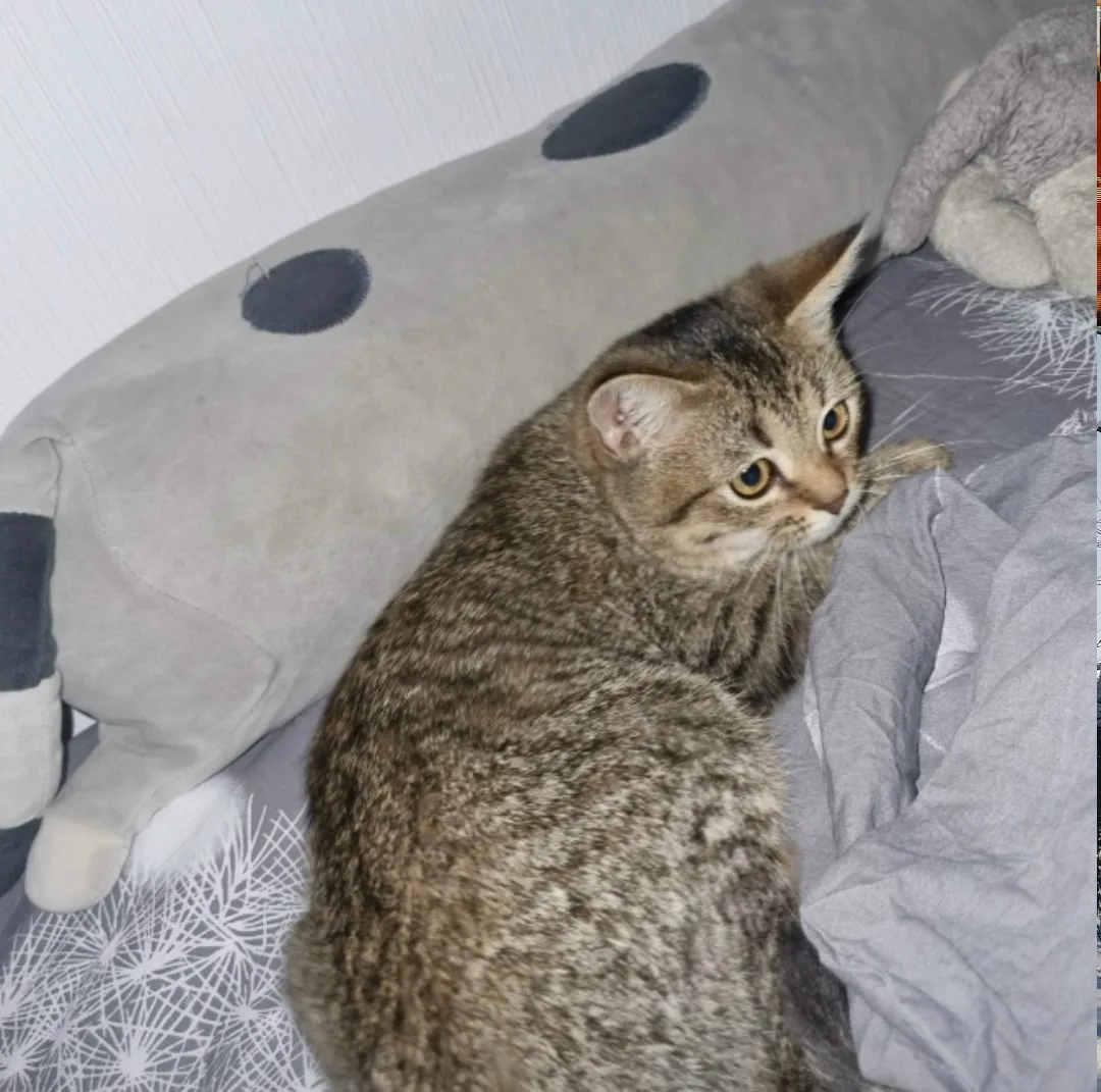 Найдена кошка в Пензе — фото питомца