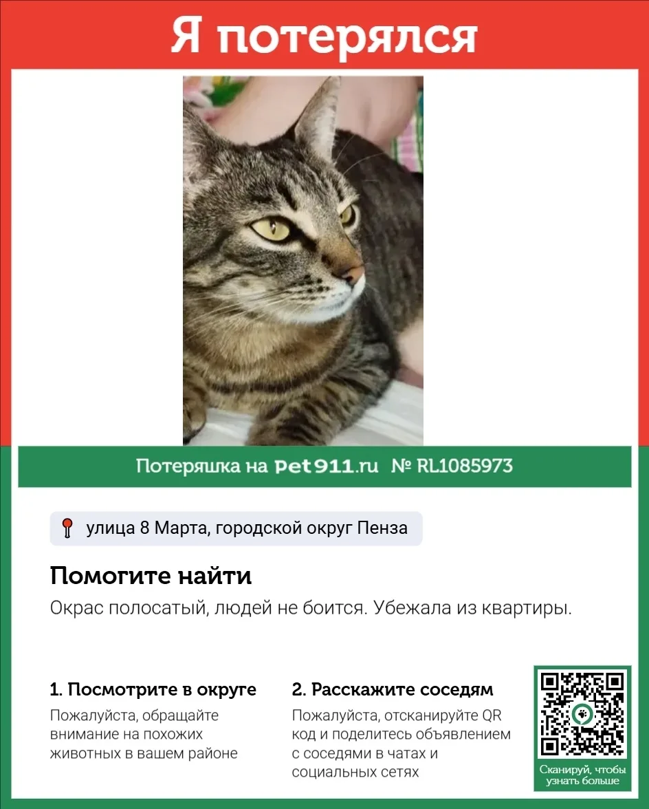 Пропала кошка в Пензе — фото питомца