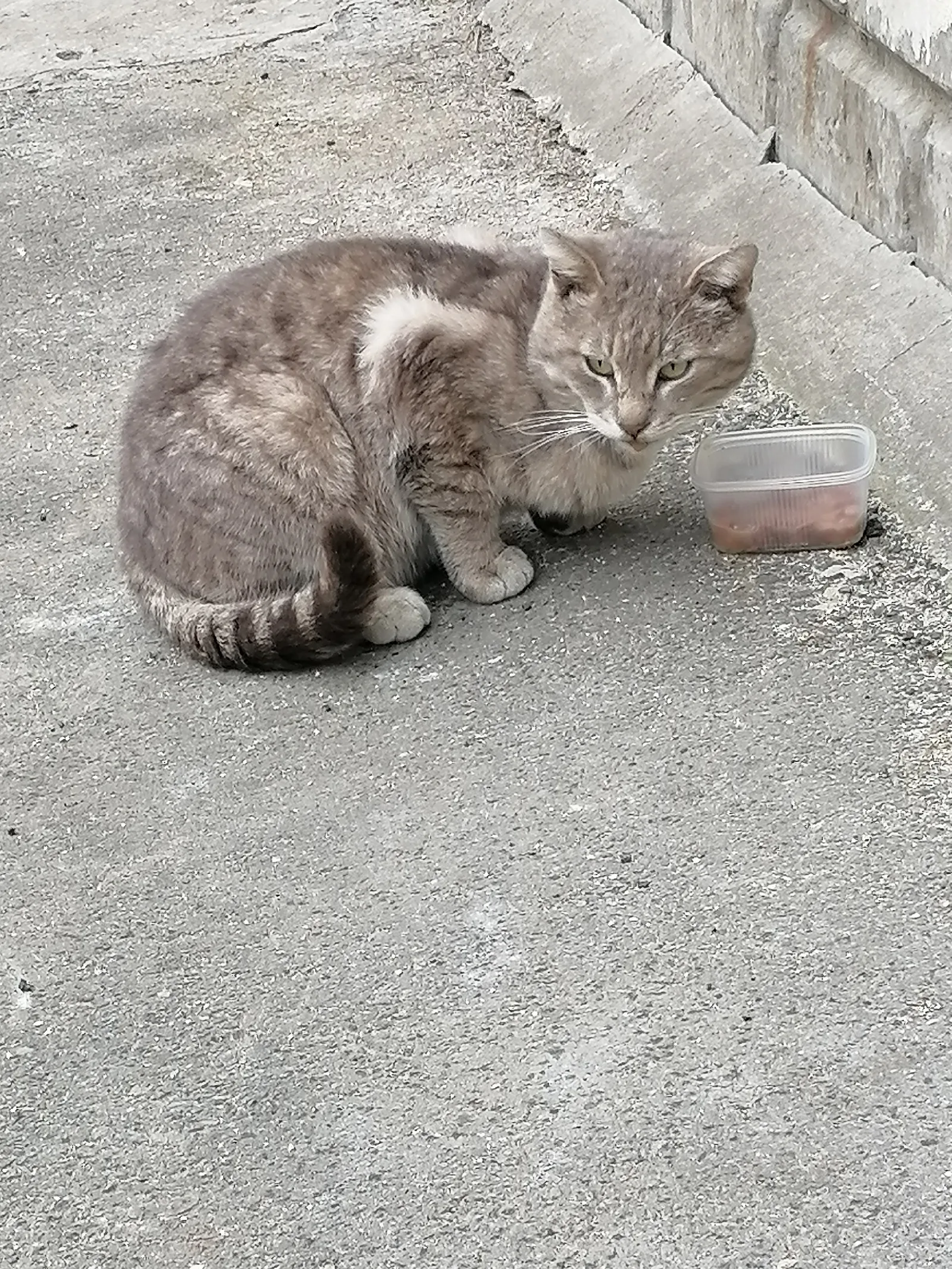Пропала кошка в Архангельске — фото питомца