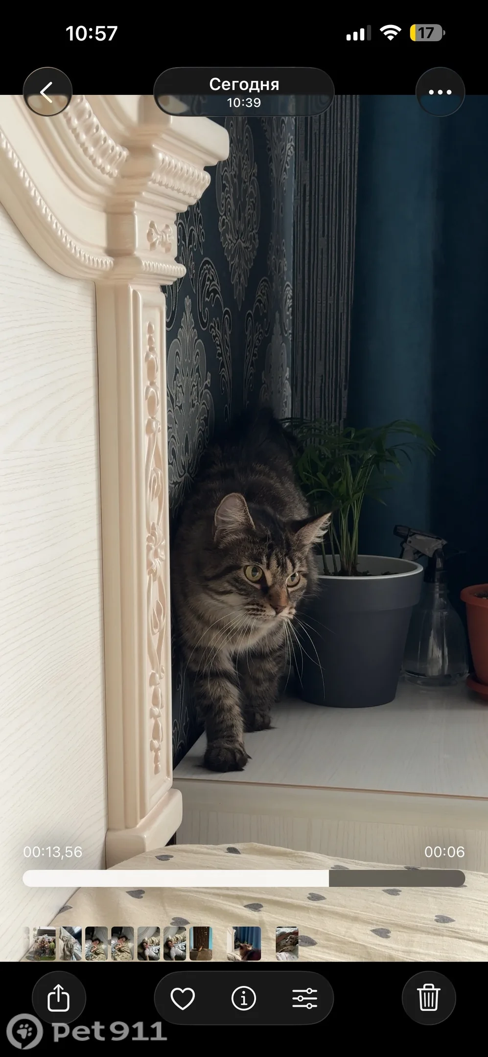 Найдена кошка в Пензе — фото питомца