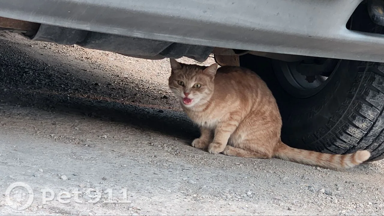 Найдена кошка в Реутове — фото питомца