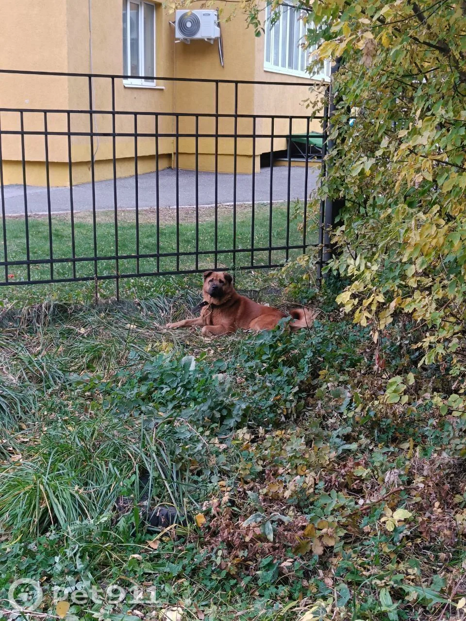 Найдена собака в Пензе — фото питомца