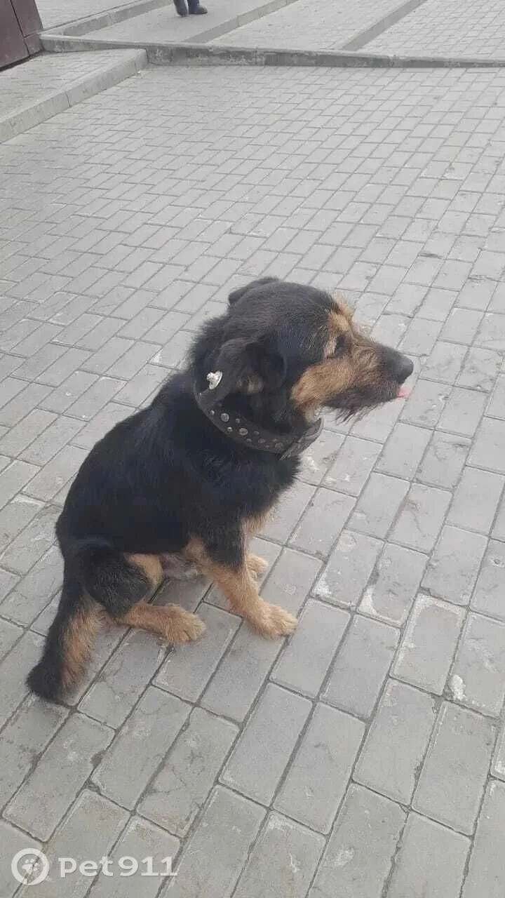 Пропала собака в Пензе — фото питомца