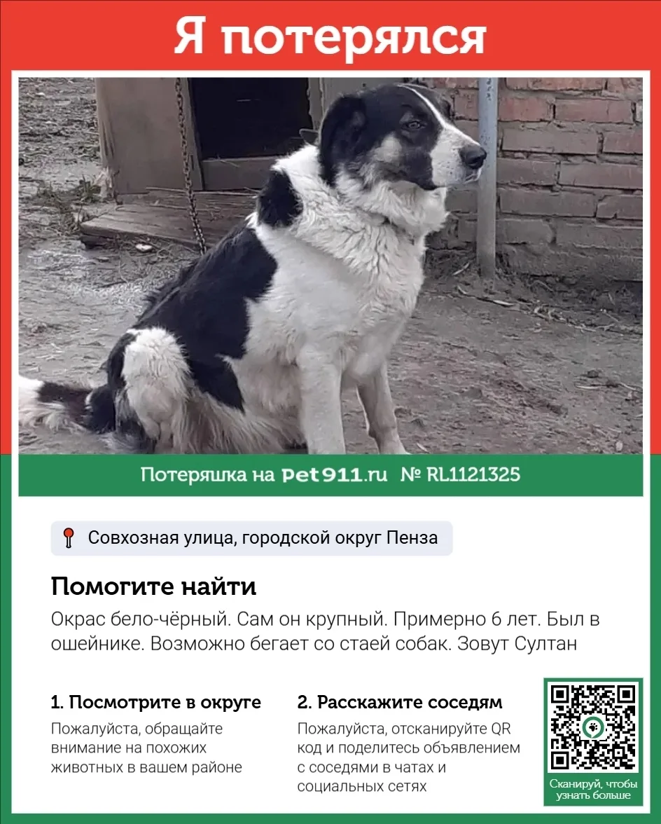 Пропала собака в Пензе — фото питомца