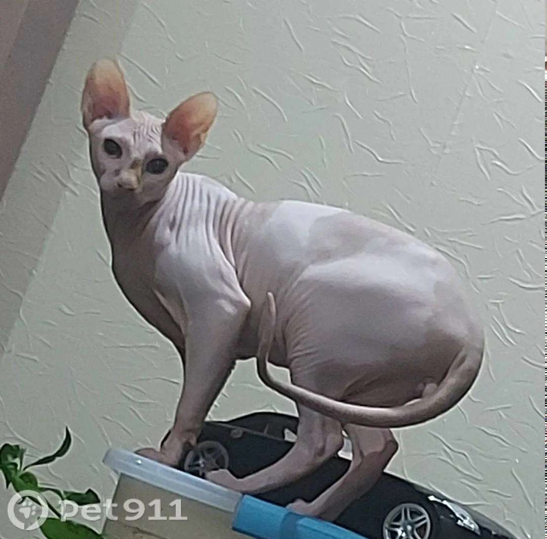 Пропала кошка в Пензе — фото питомца