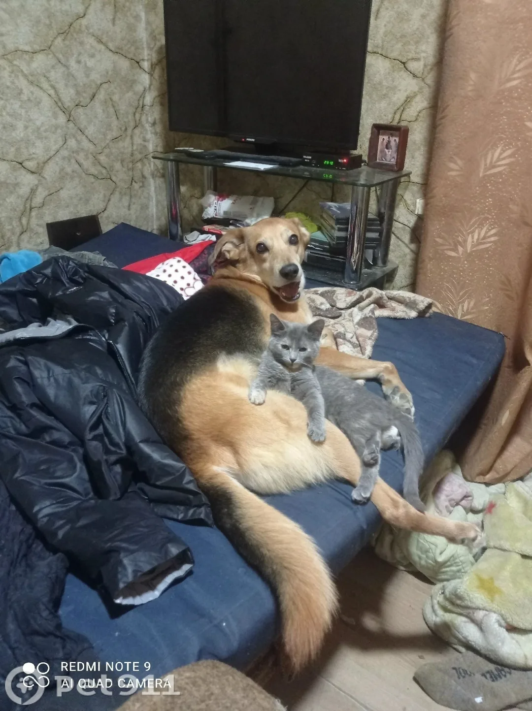 Пропала кошка в Пензе — фото питомца
