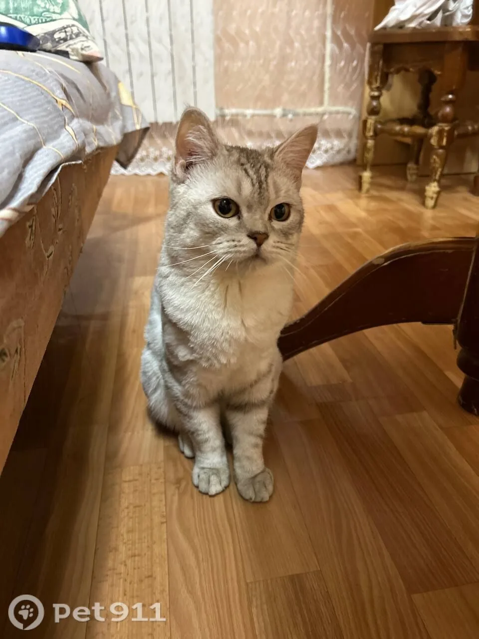Пропала кошка в Пензе — фото питомца