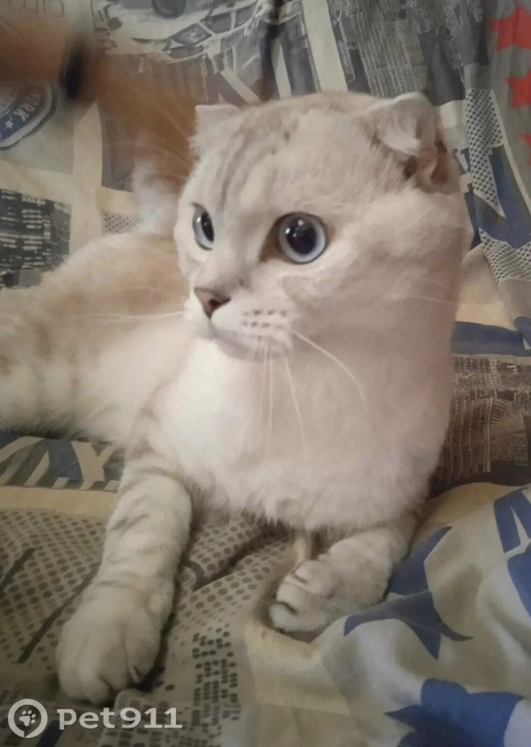 Найдена кошка в Чебоксарах — фото питомца